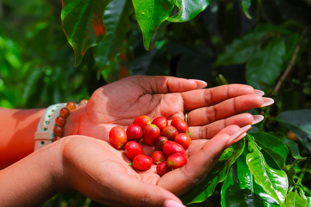 A farmer's hands cradling freshly harvested ripe red Arabica coffee cherries from a Kenyan highland farm sourced by Libro East Africa