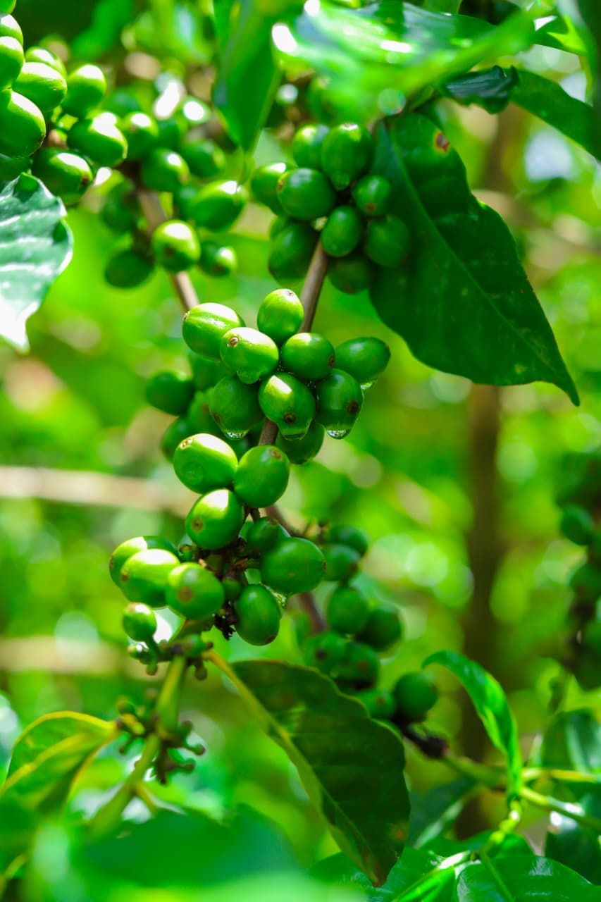 Close-up of unripe green coffee cherries growing on a branch in the Kenyan highlands