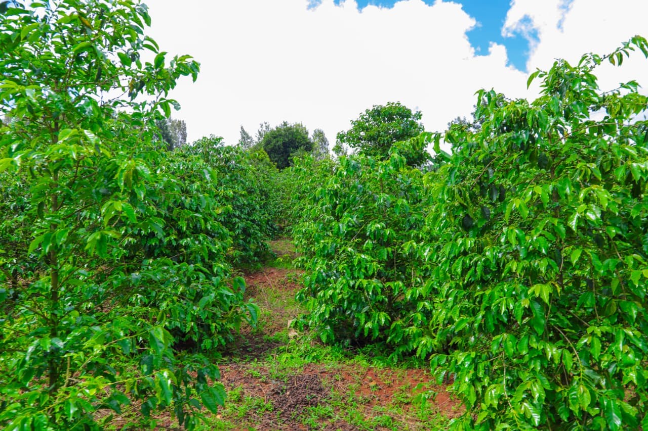 Young Kenyan coffee farmer sorting freshly picked coffee cherries in the field