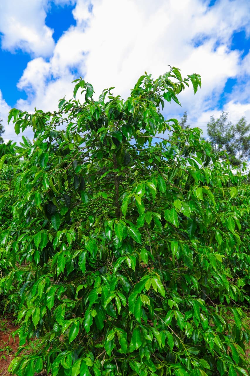 Coffee cherry collection at a Kenyan cooperative partner of Libro East Africa