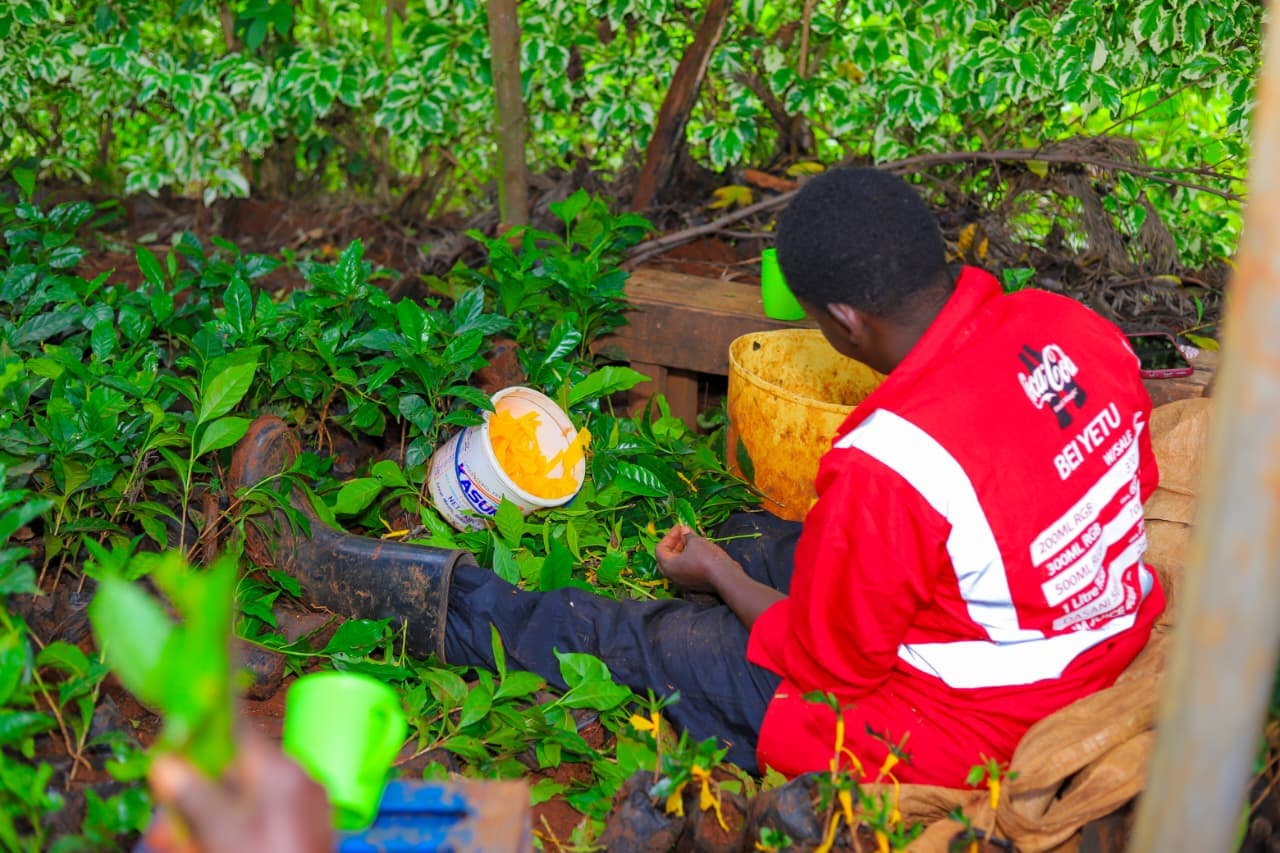 Bucket of sorted ripe red coffee cherries during a Libro East Africa farm visit