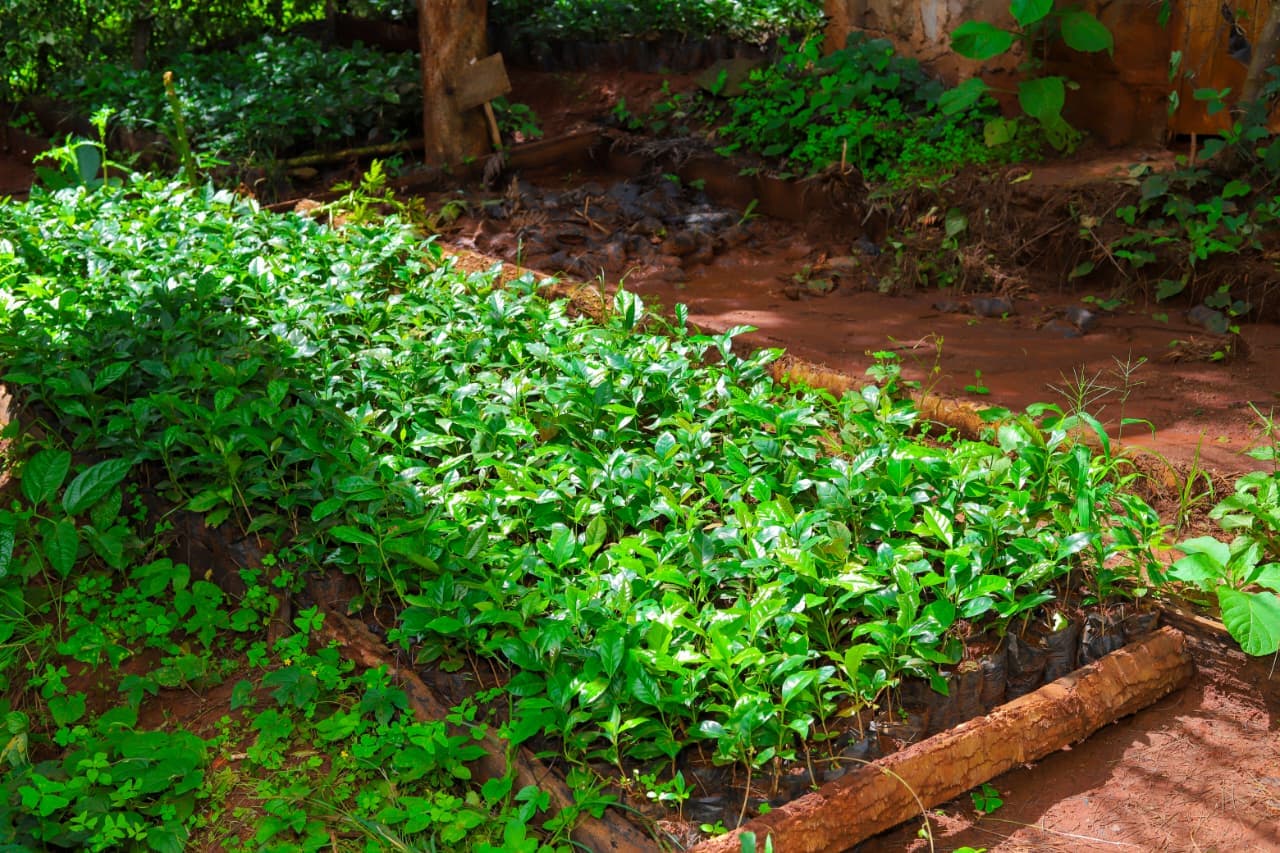 Young coffee seedlings growing in nursery bags at a Kenyan coffee farm
