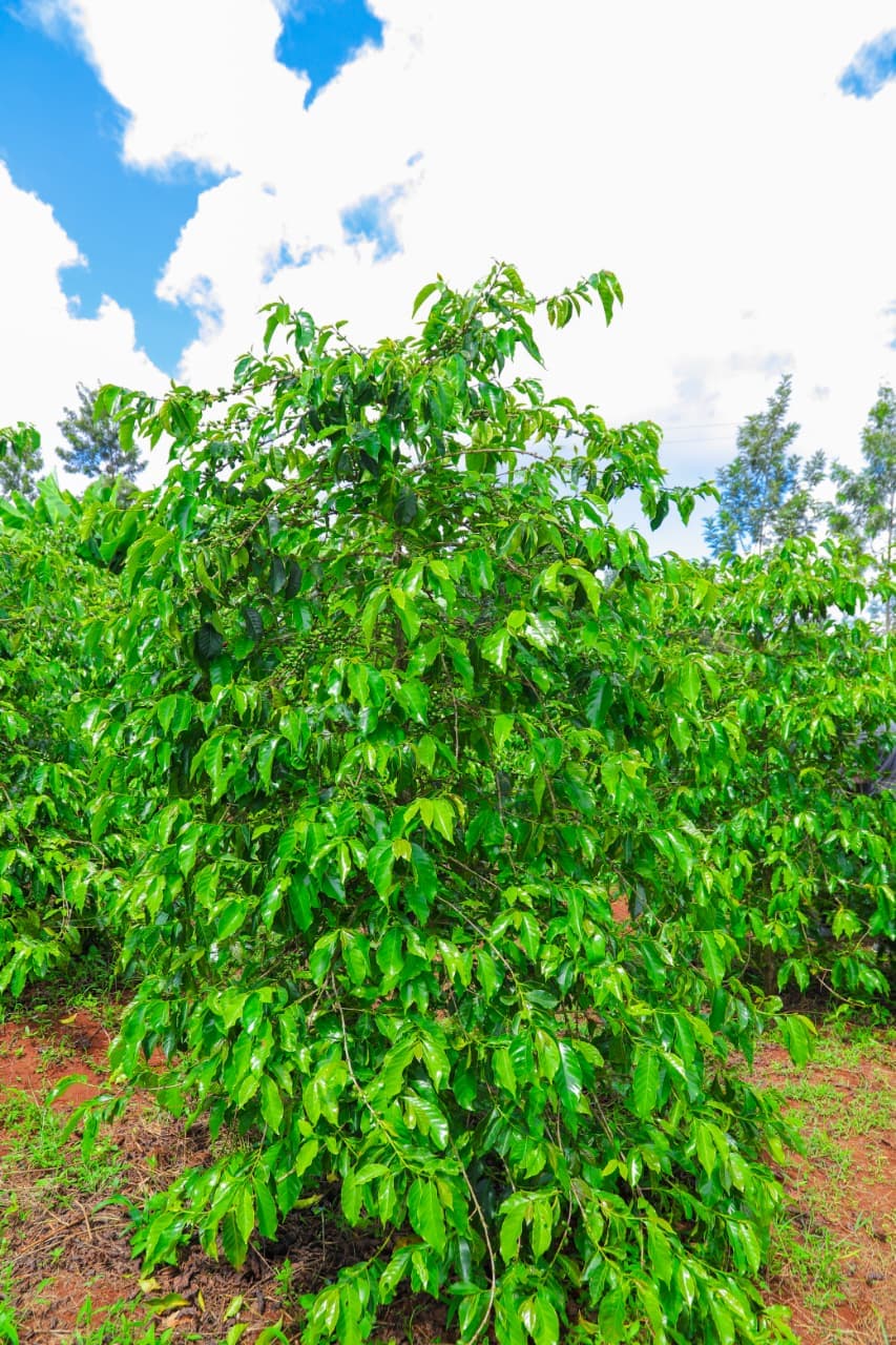 Coffee seedlings in nursery bags on volcanic red Kenyan soil