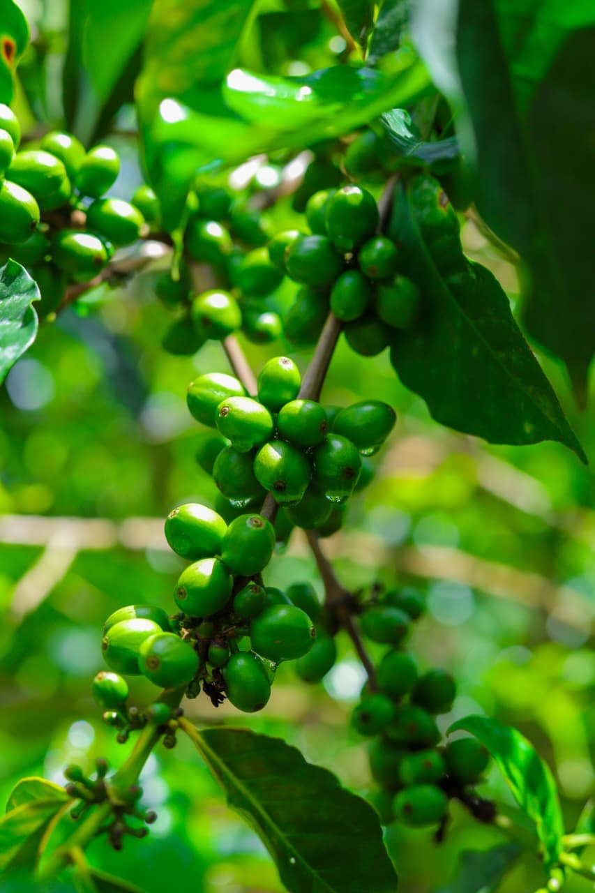 Libro East Africa team walking through a coffee plantation during a sourcing visit in Murang'a