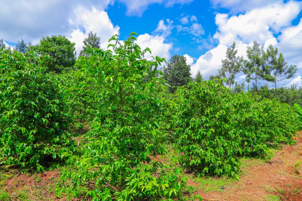 Libro East Africa team member in orange branded polo shirt at a coffee farm in Embu