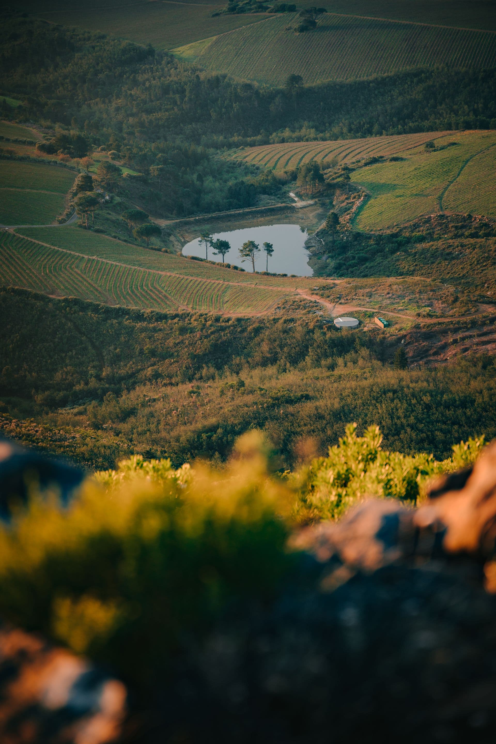 Lush green coffee and tea plantation highlands in Kenya, with forested mountains and dramatic clouds — source region for Libro East Africa premium Arabica green coffee