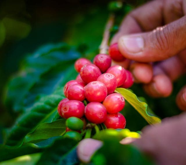 Coffee plants in Embu — Gikuri